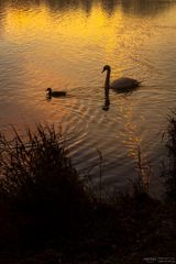 Goldenes Wasser