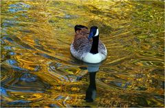 goldenes Wasser