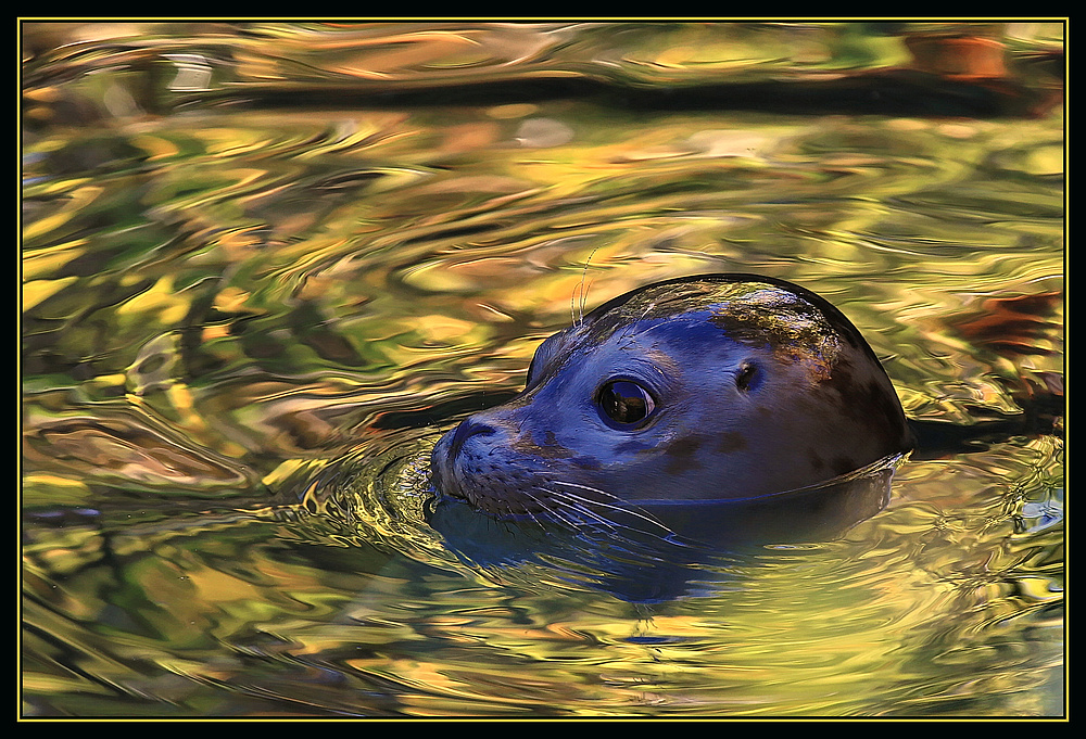 goldenes Wasser