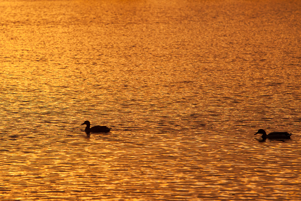 Goldenes Wasser