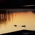 Goldenes Wasser in Mecklenburg