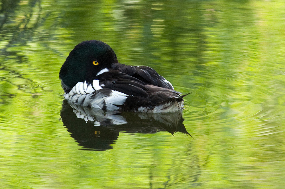 Goldeneye... (1)