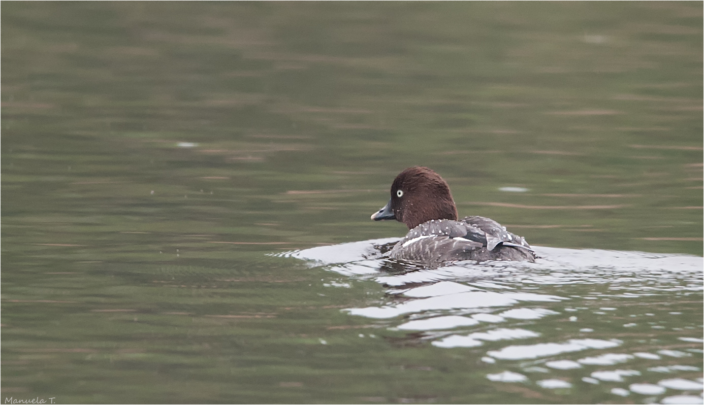 Goldeneye