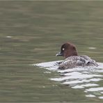 Goldeneye