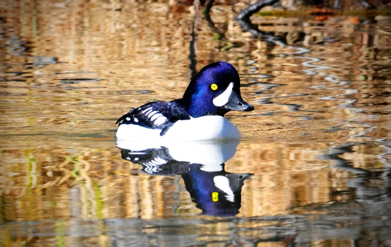 goldeneye on golden pond 