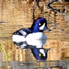 goldeneye on golden pond 