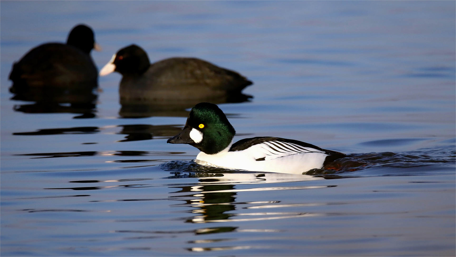 "Goldeneye" Schellentenerpel - Bucephala clangula 