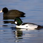 "Goldeneye" Schellentenerpel - Bucephala clangula 