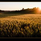 GoldenFields