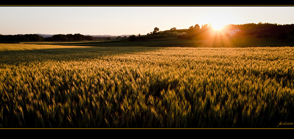 GoldenFields