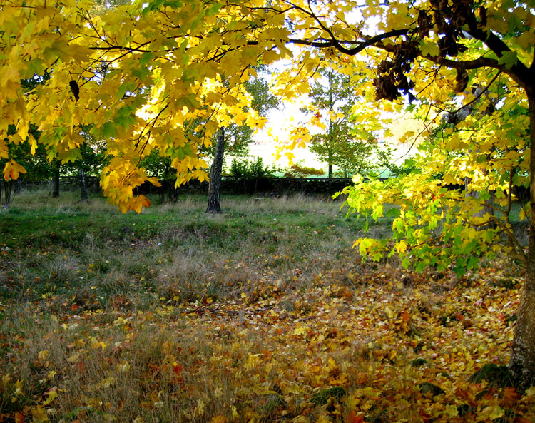 Goldenleafs