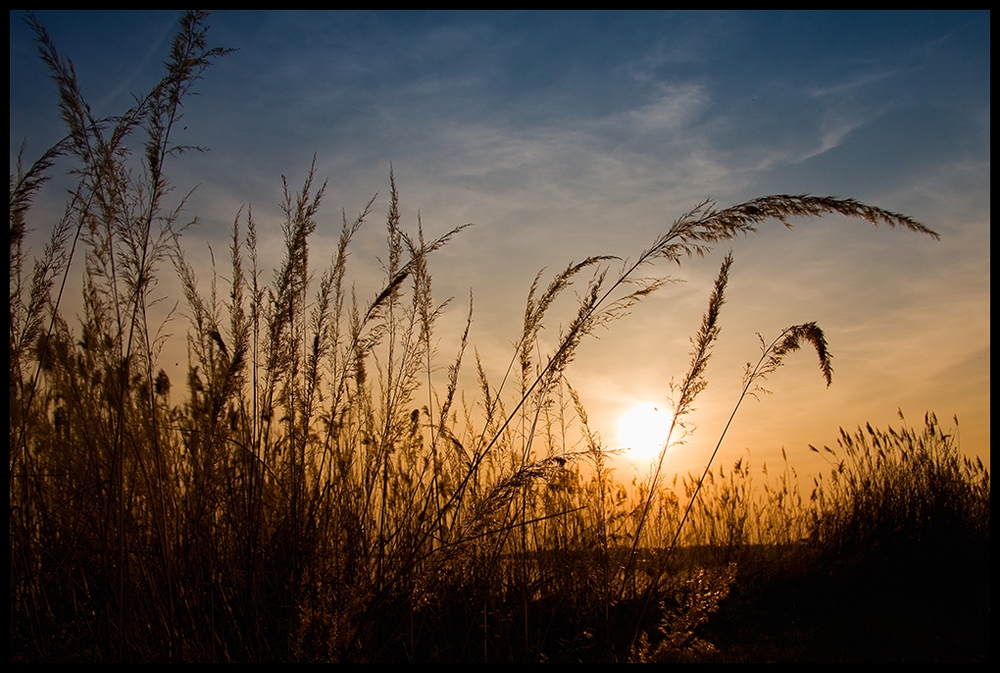 golden_reed