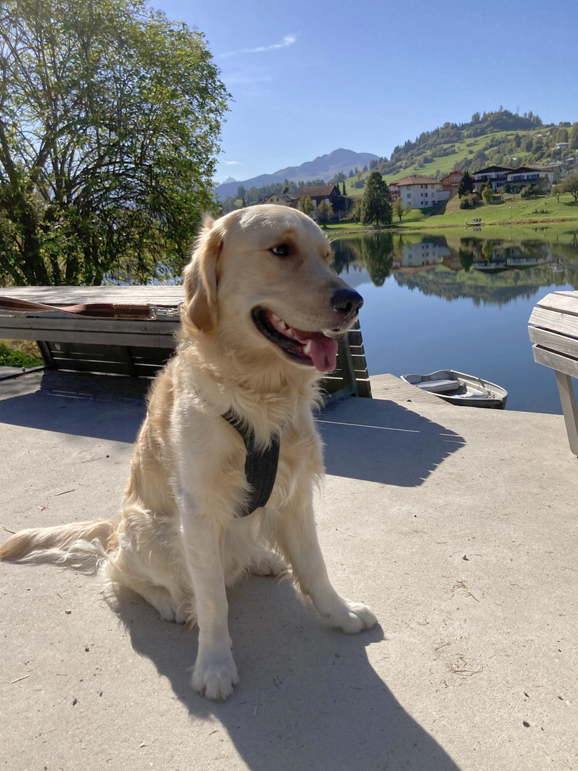 Goldenretriever Bradley