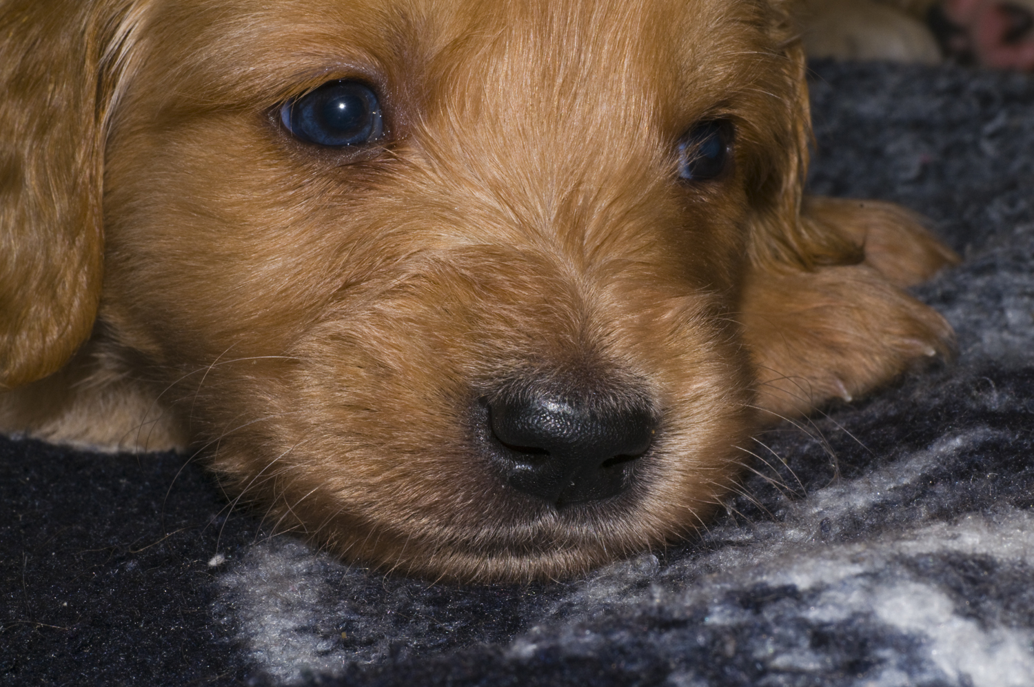 Goldenretriever Hündin