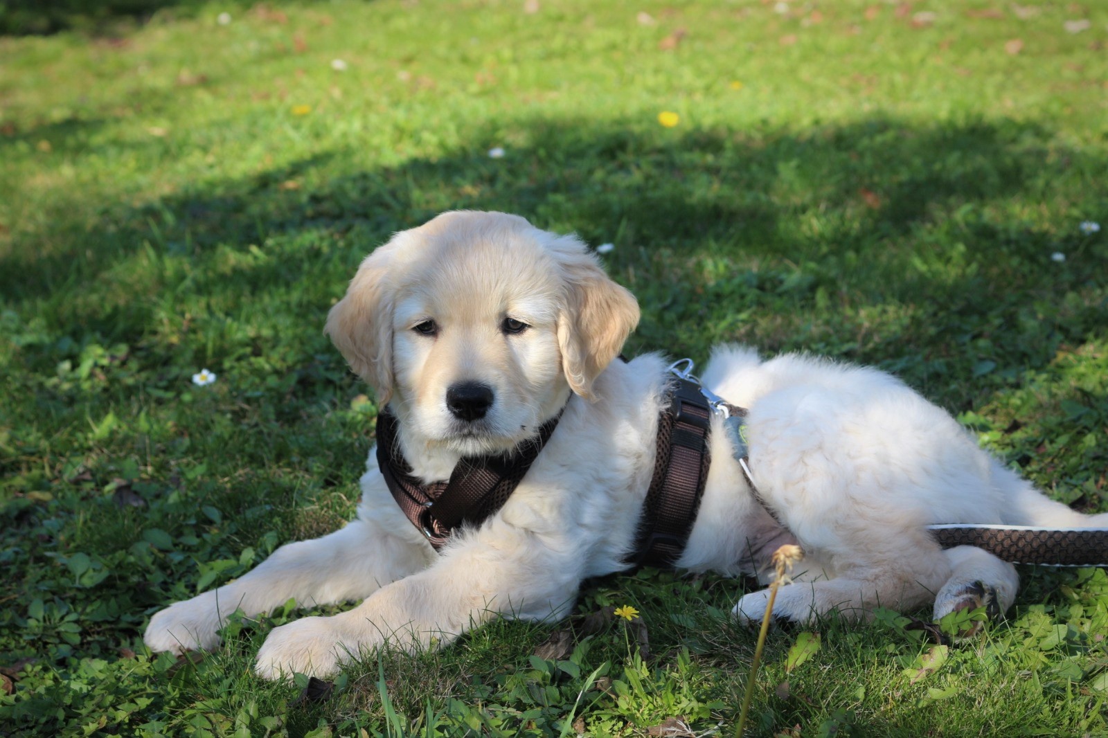 Goldenretriever Welpe 