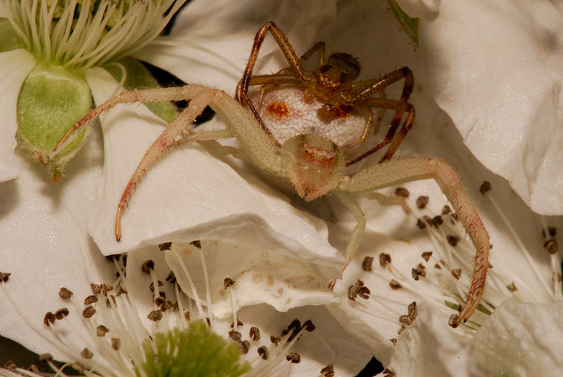 Goldenrod Spider (Misumena vatia)