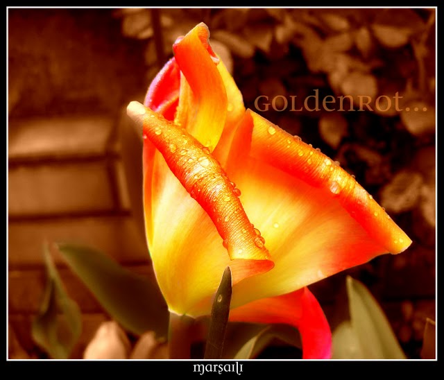 goldenrot