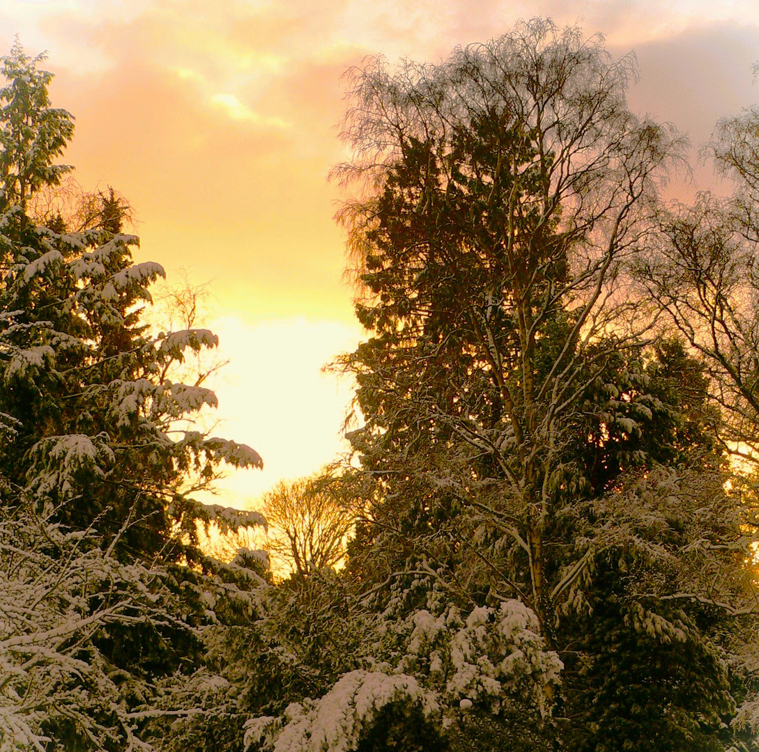 Golden_Snowy_Winter_Evening