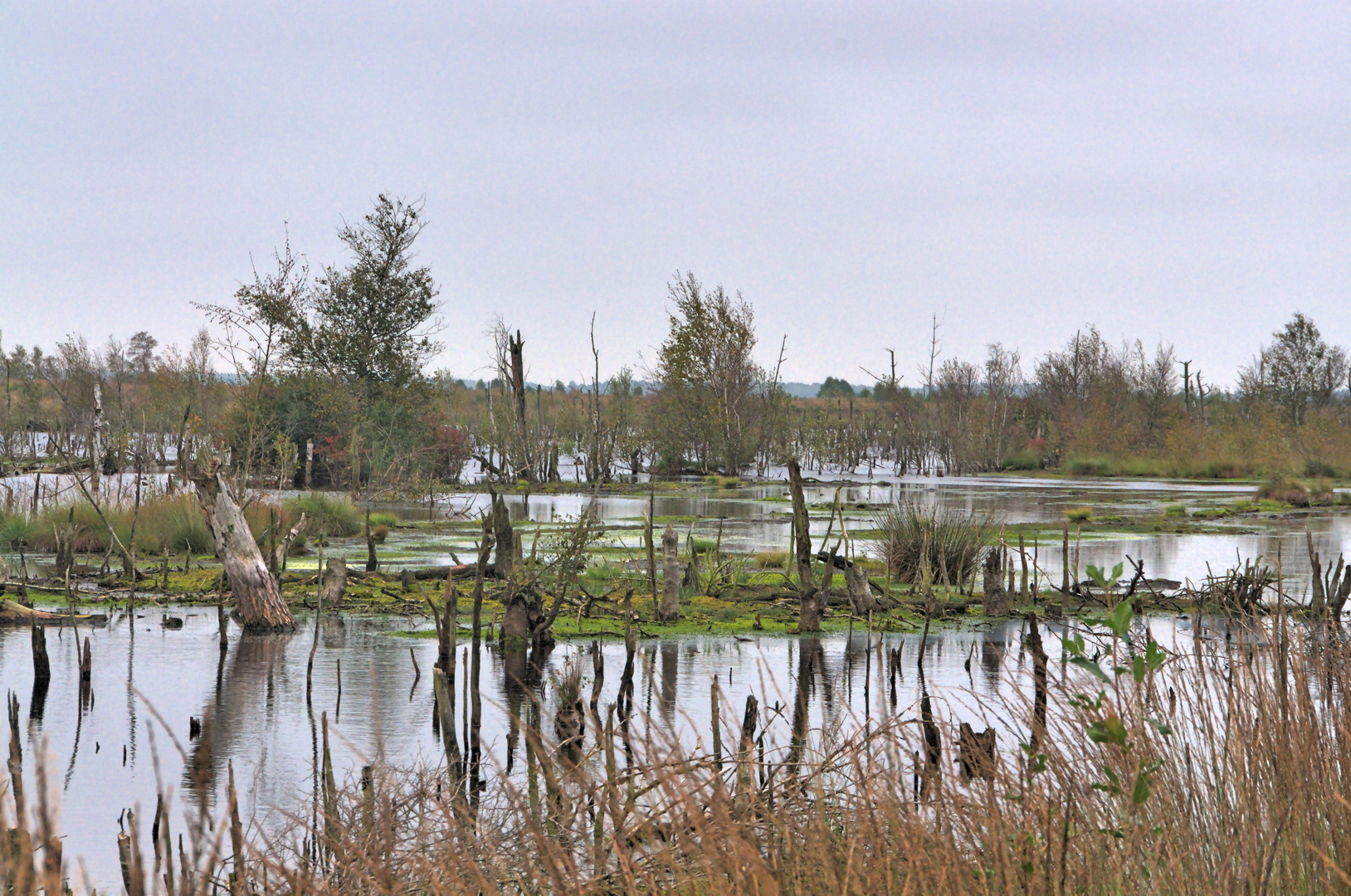 Goldenstedter Moor 1