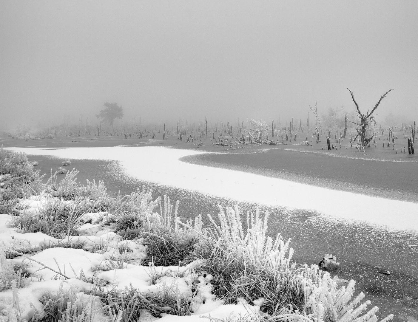 Goldenstedter Moor im frostigen Nebel