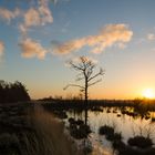 Goldenstedter Moor jan 2014