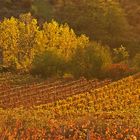 Golder Herbst in den Weinbergen