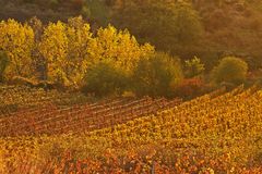 Golder Herbst in den Weinbergen