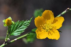 Golderdbeere, Waldsteinie (Waldsteinia geoides)