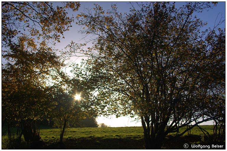 Golderner Herbst 2005 am Randecker Maar