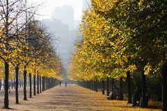 Golderner Herbst - Berlin Mitte