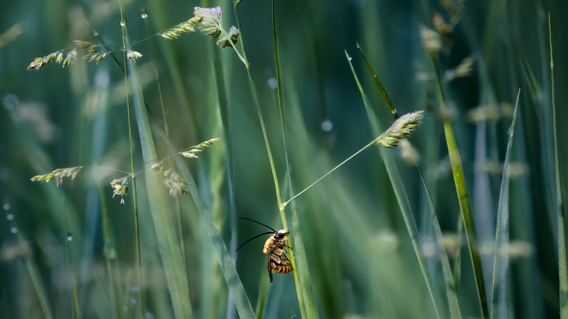 Goldfarbene Langhornbiene - Eucera pollinosa