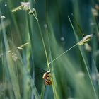 Goldfarbene Langhornbiene - Eucera pollinosa