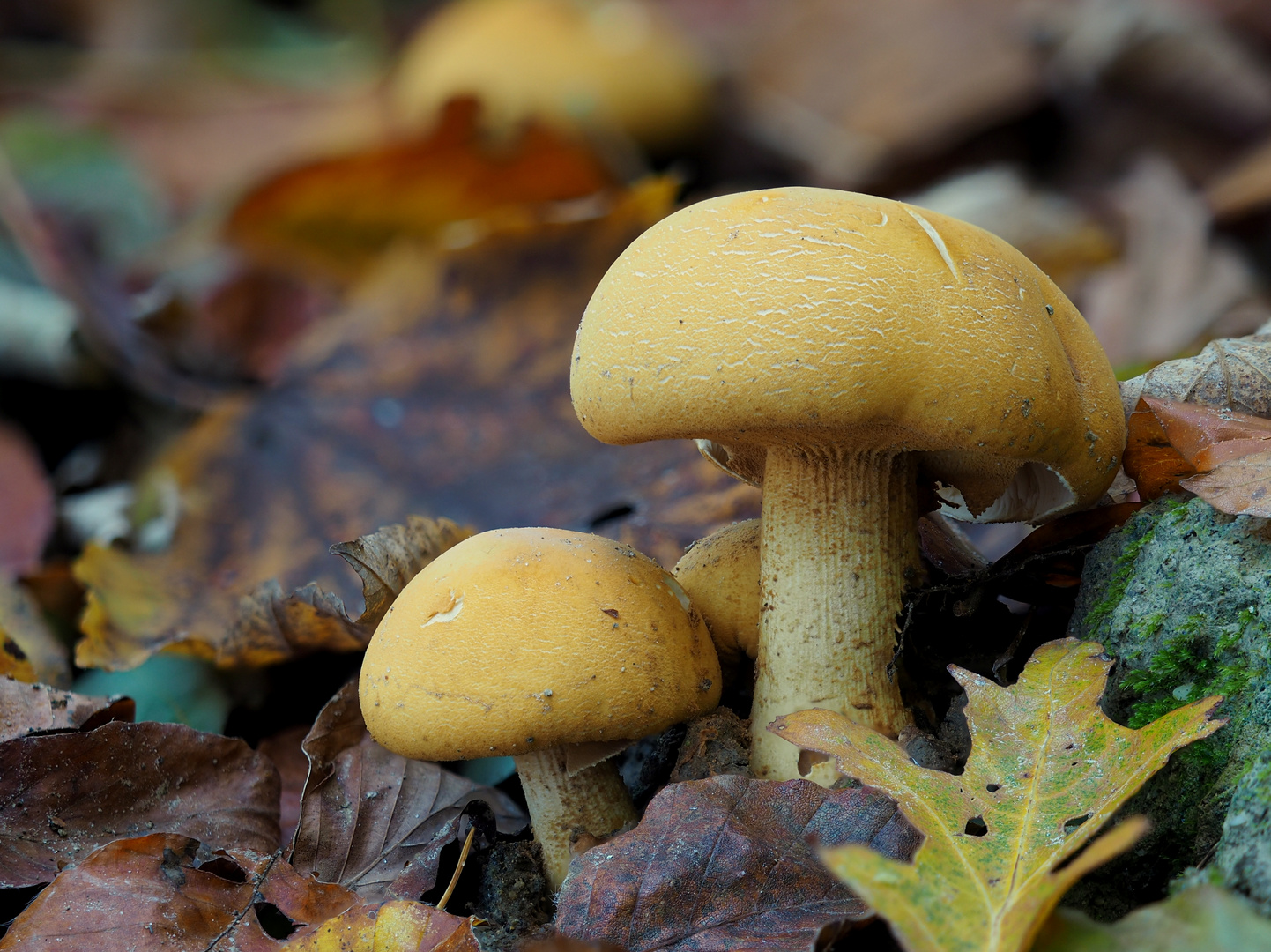 Goldfarbener Glimmerschüppling (Phaeolepiota aurea) 