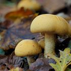 Goldfarbener Glimmerschüppling (Phaeolepiota aurea) 