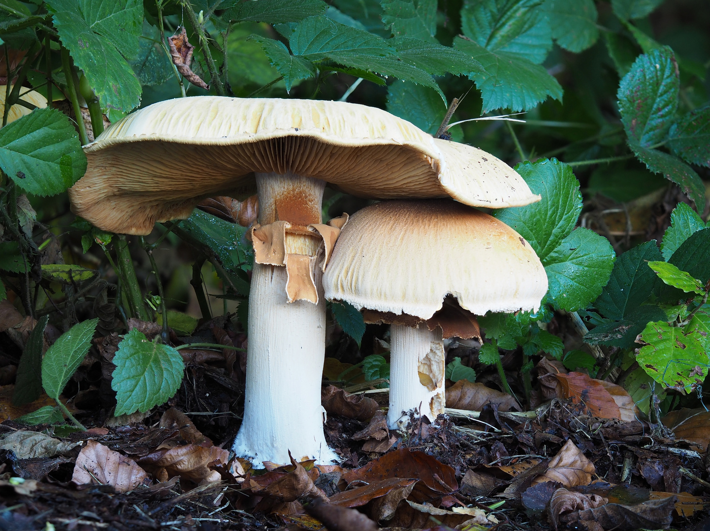 Goldfarbener Glimmerschüppling,  Phaeolepiota aurea