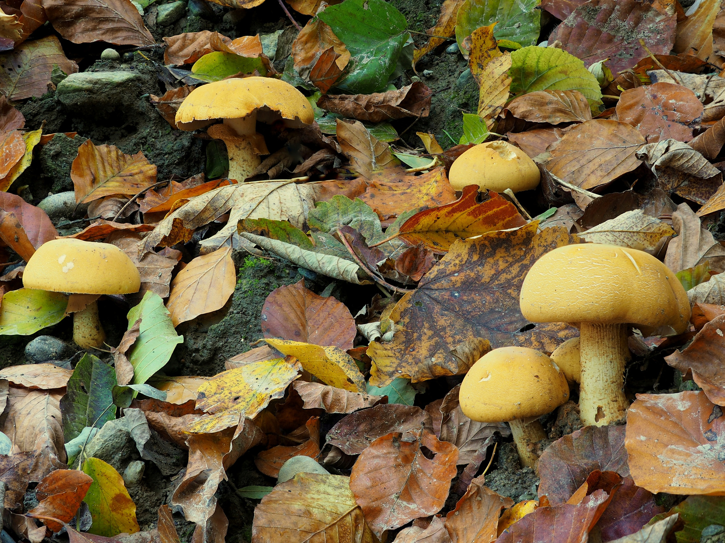 Goldfarbener Glimmerschüppling (Phaeolepiota aurea) 