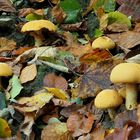 Goldfarbener Glimmerschüppling (Phaeolepiota aurea) 