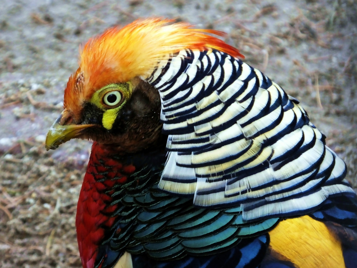 Goldfasan Foto & Bild | tiere, zoo, wildpark & falknerei, vögel Bilder ...
