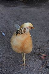 Goldfasan im Butterfly Garden in Paarl Südafrika