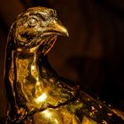 Goldfasan im Friedenstein