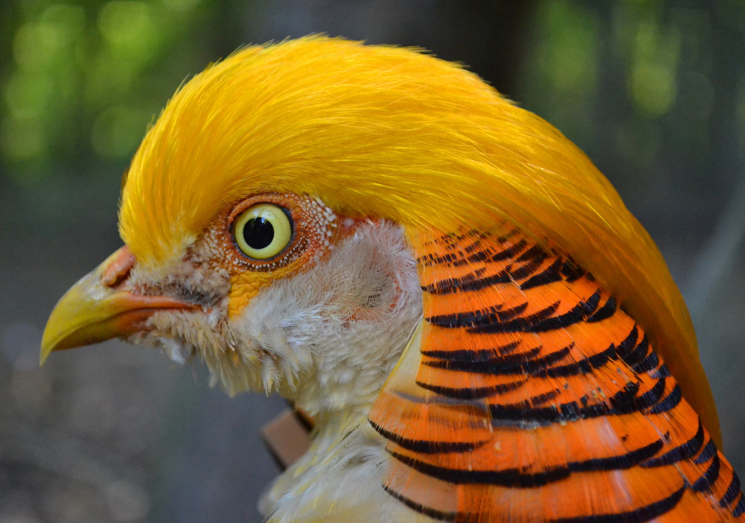 Goldfasan im Leintalzoo Schwaigern