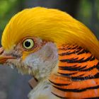 Goldfasan im Leintalzoo Schwaigern