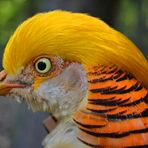 Goldfasan im Leintalzoo Schwaigern