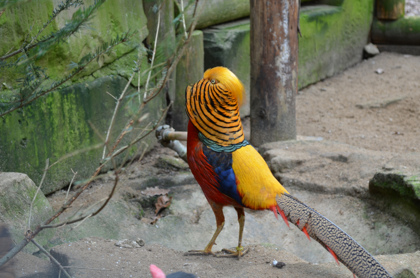 Goldfasan im Wildpark Schweinfurt