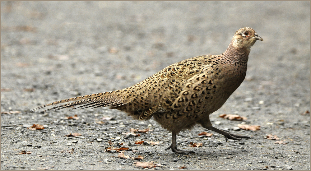 Goldfasan Weibchen