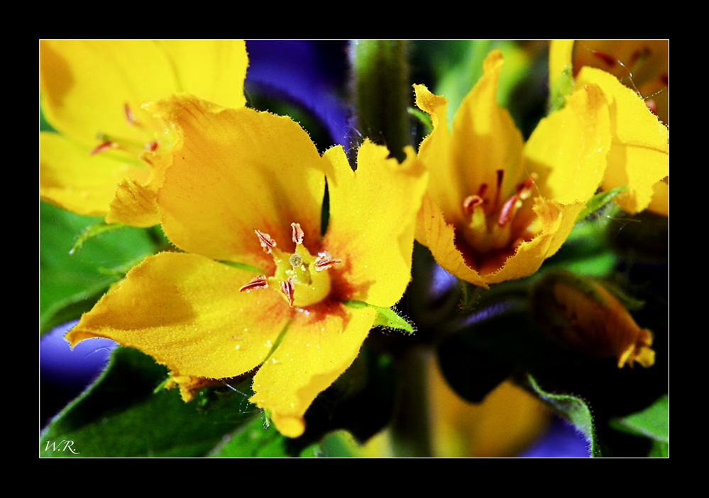 Goldfelberich ....(Lysimachia punctata)