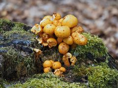 Goldfell-Schüppling, (Pholiota aurivella)