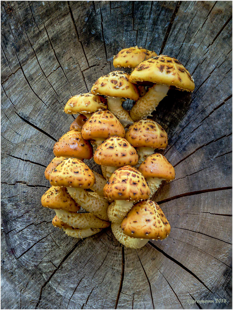 goldfell-schüppling (pholiota aurivella).....