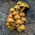 goldfell-schüppling (pholiota aurivella).....