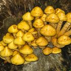 Goldfell-Schüppling (Pholiota aurivella)